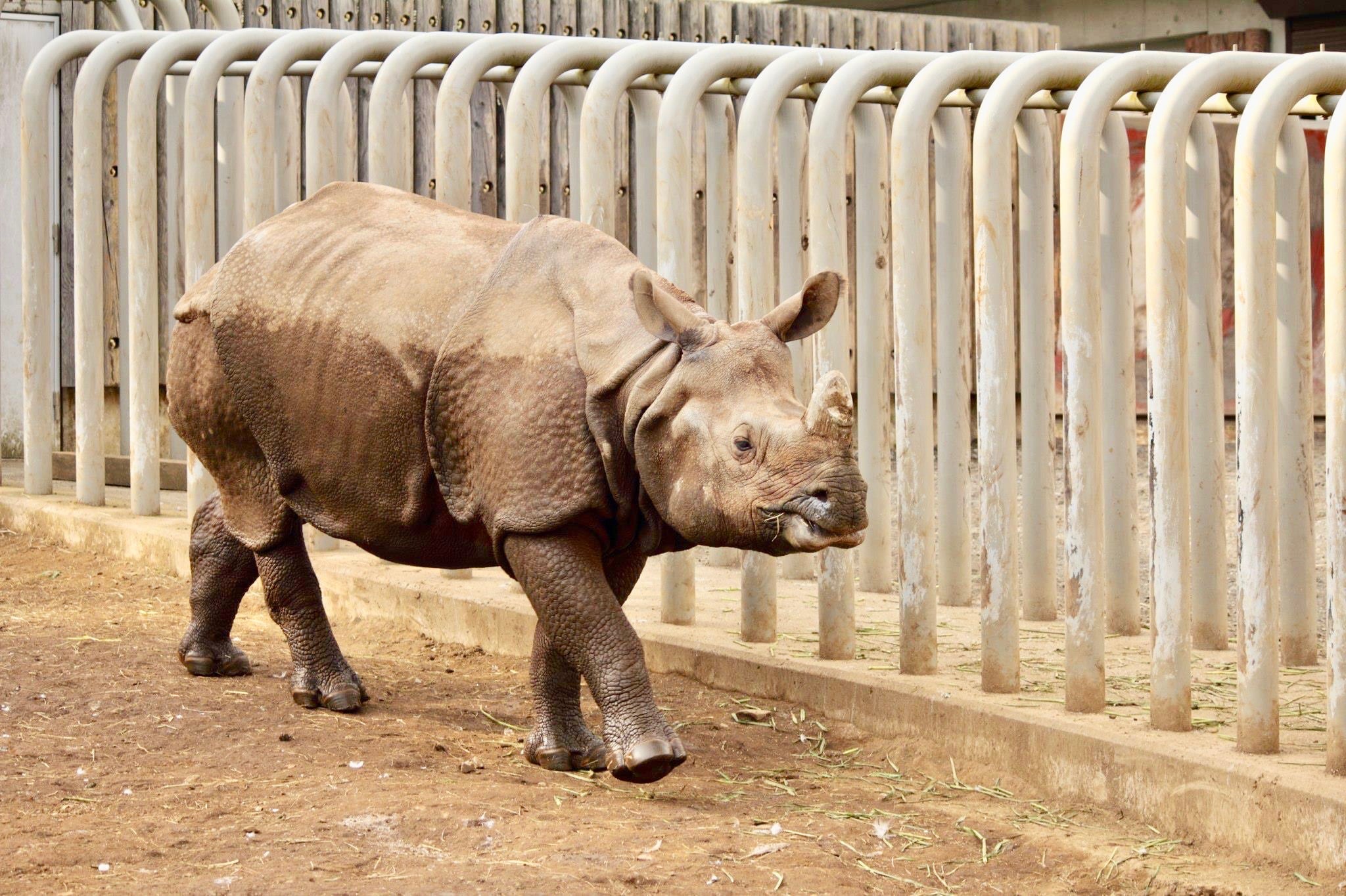 多摩動物公園　サイ